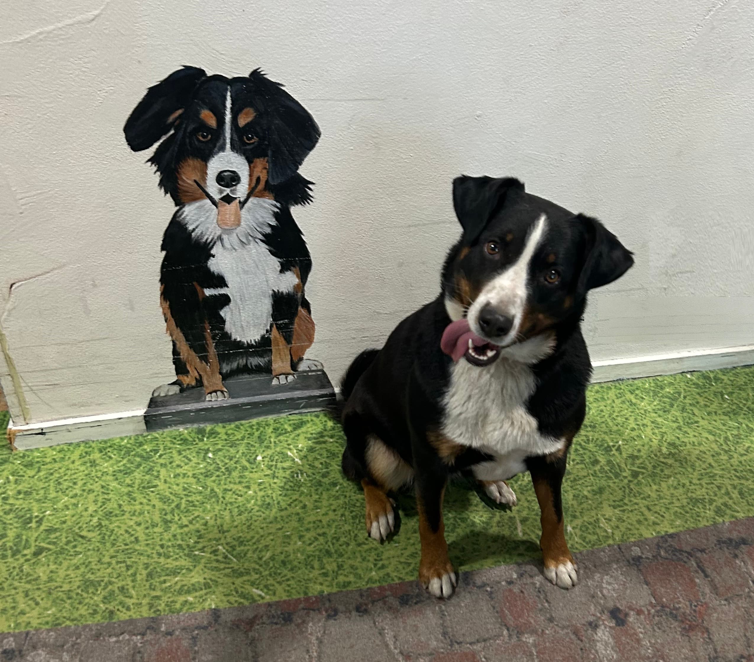 Hallo, ik ben Sienna. In mei 2024 begon mijn nieuwe avontuur 🐶✨