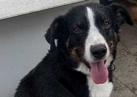 🐾 Sienna’s sprankelende temperament