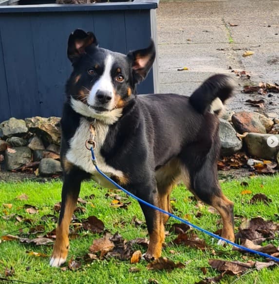 In de Zwitserse Alpen begon ons verhaal. Wij Appenzellers dreven koeien, bewaakten het erf en hielden onze baasjes scherp met een vrolijke, luide blaf 🐮🔔 