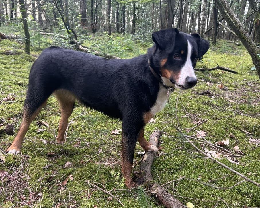 Het liefst speel ik verstoppertje met mijn baasje in de tuin of in het bos
