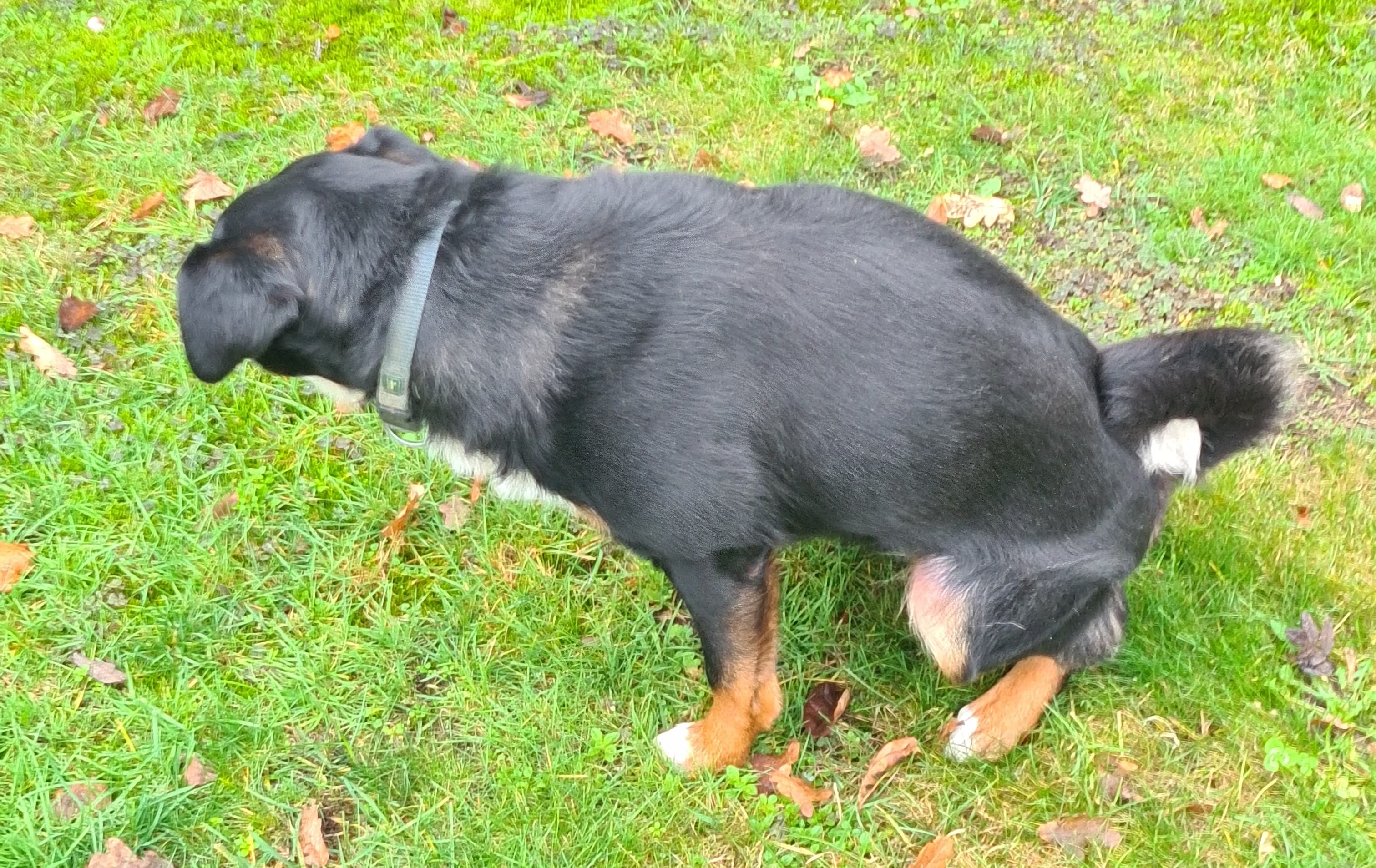 🐾 Waarom tillen honden hun poot op tijdens het plassen?