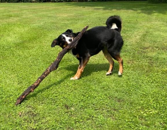🐾 Mensen en hun Appenzellers — verhalen vol trouw, humor en hart